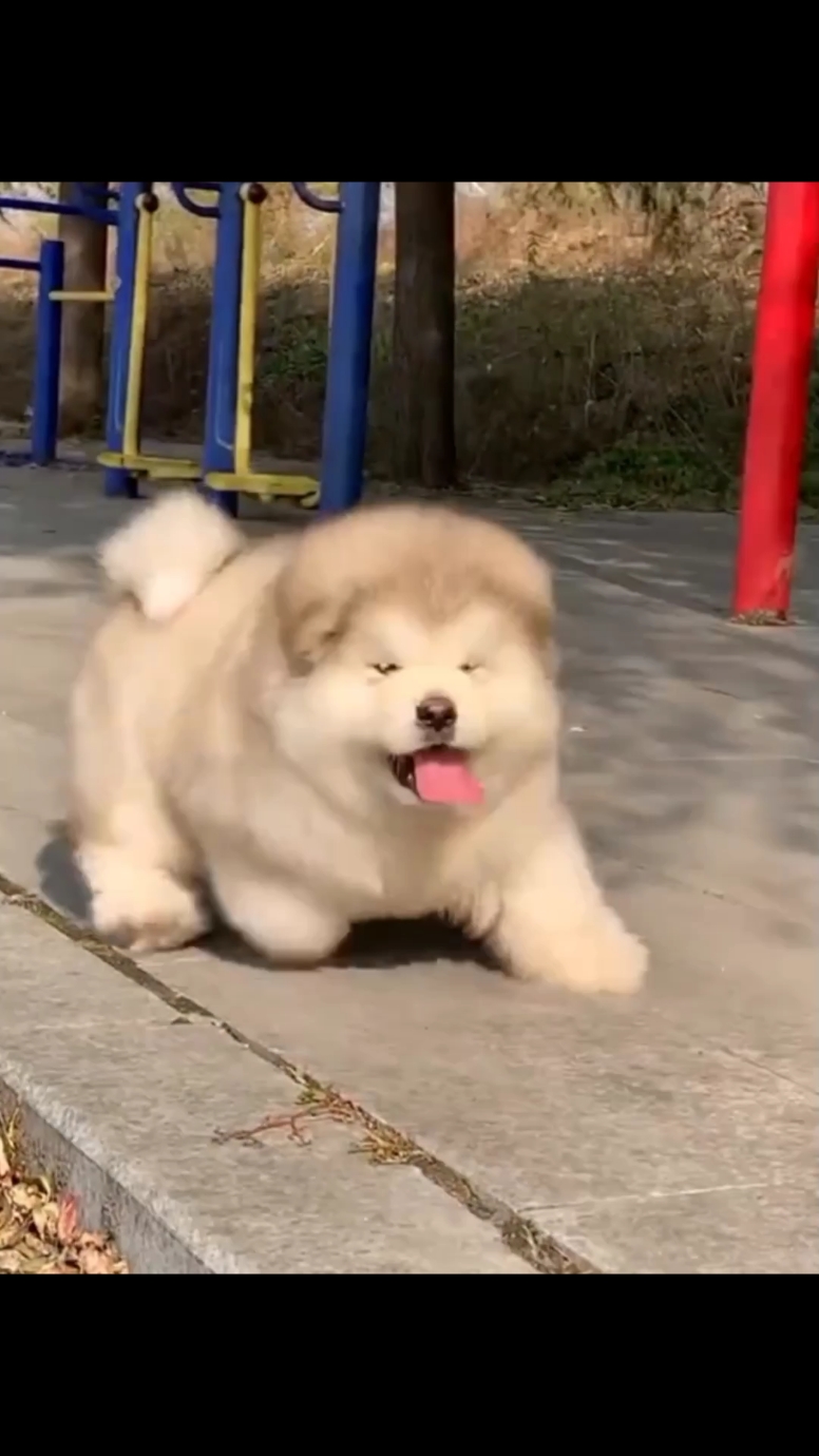 Dog so cute 😍 #dog #dogs #dogsoftiktok #alaskadog #unitedkingdom 