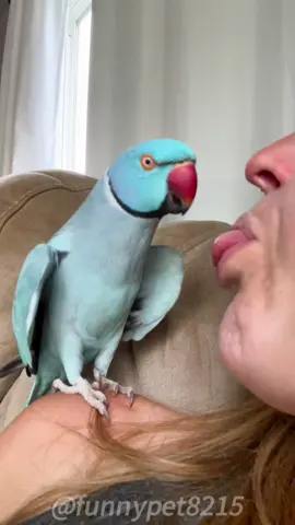 Funny parrot imitating its owner #parrots #parrot #funnyparrots #fyp #foryou #pet #pets #PetsOfTikTok #parrotsoftiktok #parrotslover