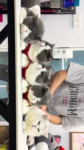 #cat #cutecat #funnycat #catsoftiktok 