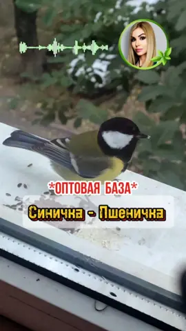 🐦 Как я подружилась с синичками 💙 💙 Сначала я прикормила одну, она прилетала несколько дней подряд, а затем пропала на несколько дней. Я даже огорчилась 🥲 А потом она привела целое семейство 😀 🐦 Я устроила синичкам шведский стол 😁 Давала им разные вкусняшки. Из предложенных мной яств были: семена льна, подсолнуха, кунжута, просо, пшено, крупа пшеничная, крупа ячневая, сорго. Наиболее вкусными они сочли семена подсолнуха и кунжута 💛  🐦 Синички - всеядные птички. Их видовая пища - червячки, паучки и насекомые, а также ягоды и семена. Подойдут также орехи и дробленные злаки.  ⛔ Ни в коем случае нельзя кормить синичек хлебом и хлебными крошками! ❌🍞🥖 Как и уток, и других птиц! Это вызывает у них сильные проблемы с желудком и кишечником, и может даже привести к смерти птицы !!! #синица #синицы #синичка #синички #доброта #добротаспасетмир #заботаоживотных #люблюживотных #люблюприроду #веган #веганство #анахата #кормлениептиц