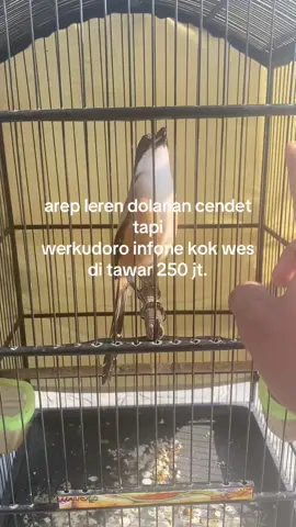 jangan patah semangat kawan.. ayo orbitkan bibit baru penerus sang idola 