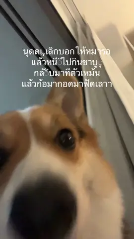 โคล่าโพสเองค่ะ #หมาแอบเล่น #หมาโพส #เทรนด์วันนี้ #tiktoktrending #dogviral
