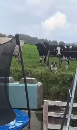 #cutedog #cow #dog #fyp #dogsoftiktok #tik_tok #vairal #humor #fuuny #viral_video #comedia #hund #funnydog #dueto #live #cutecows 