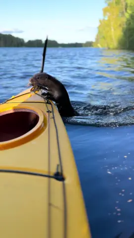 #ottersoftiktok #OtterBuddy #WildlifeTikTok #ViralNature #CuteAnimals #TikTokNature #FurryFriends #AnimalBesties #WildlifeLover #wildanimals #KayakAdventures #kräftskiva 