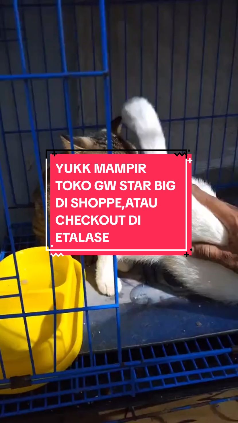yg mau beli snack2 bs mampir ke bio/etalase gw ygy #kucing #kucingkawin #kucinglucu #fyp #kucingkawin 