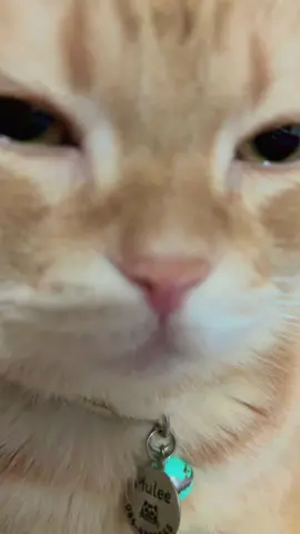 #cat #cutecats #catsoftiktok #แมวน่ารัก #ทาสแมว #แมวส้ม #แมวอ้วน #สก็อตติชโฟลด์ #แมวส้มจอมซน #แมวดื้อ #แมว #สวนสัตว์tiktok #แมวเหมียว 
