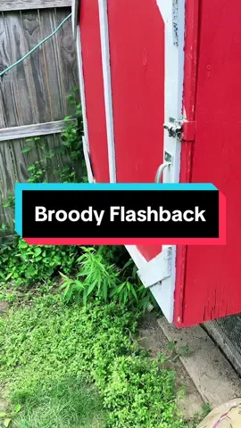 Its about that time where we need to piss people off again 😂 flashback from the summer and the broody heifers #fyp #foryou #backyard #chickens #chickensoftiktok #lol #farmtok #egg #layer #broody #hen #birdsoftiktok #PetsOfTikTok #urban #homesteading #grow #your #own #food #angry #birb #littleranchinthecity 
