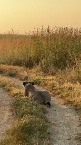 The powerful sound of a lion roaring is one of my favorite sounds in the  African-Bushveld! 🙌🏻🌍  #fyp #reels #lion #conservation #ivancarter 