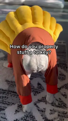 Feast mode officially activated! 🙌🏻🦃 Treat your little turkey to some yummy @Wellness Pet Food Soft Puppy Bites this holiday season! 🧡🦃 They will be forever THANKFUL that you did! 🦃🙌🏻🧡 Link in my bio! #wellnesspet #WellnessPetFood