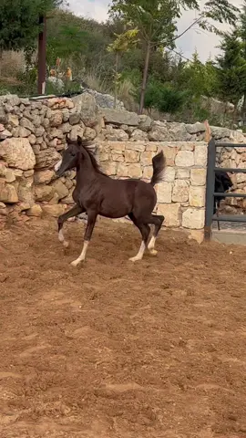 #fyp #foryou #fypシ #foryourpage #arabianhorse #خيل_عربي_اصيل #خيل #اشقر #Amir_bm#colt 
