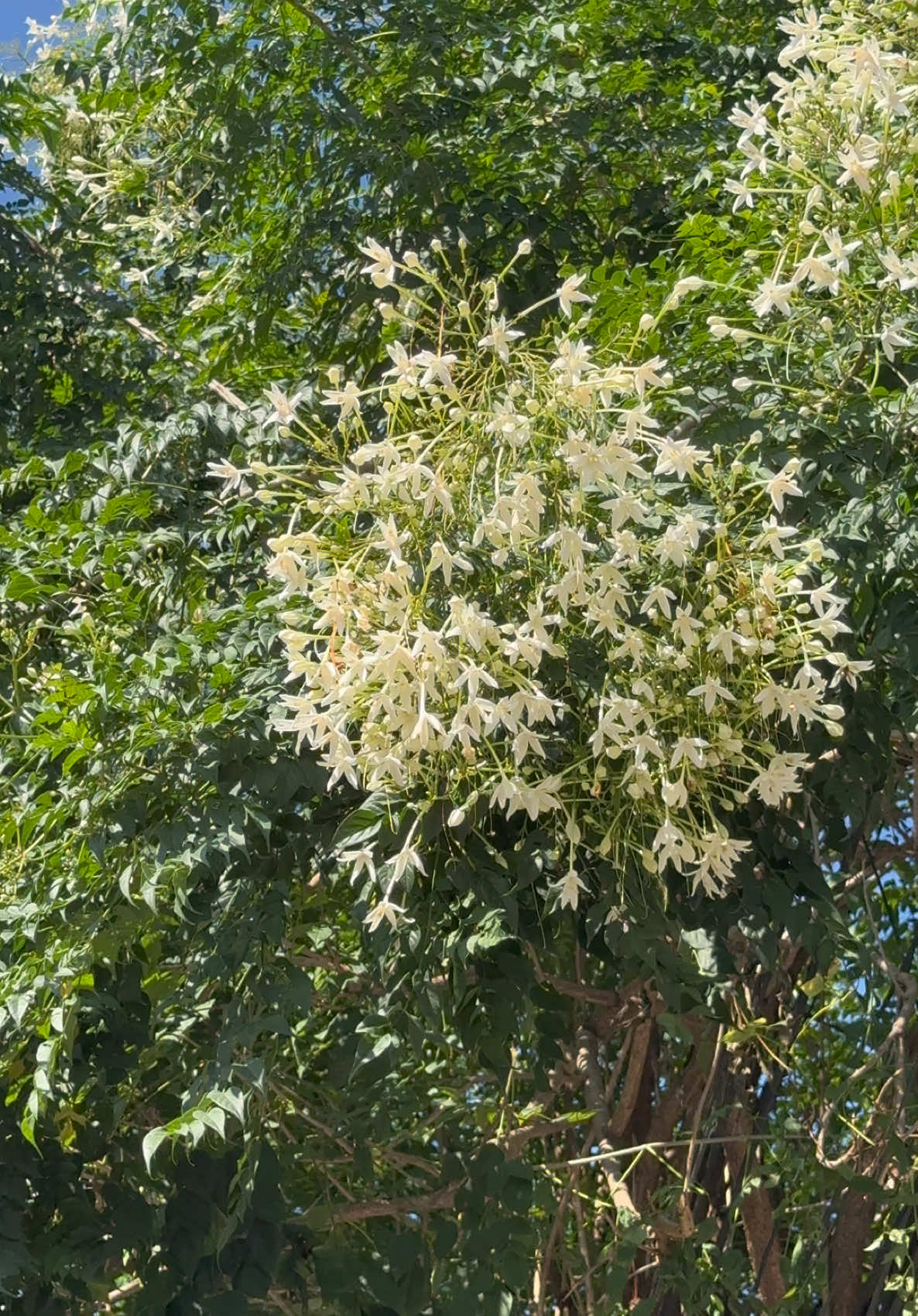 🌼 ดอกไม้ไทย ในตำนาน #สวยมาก #หอมมาก #ดอกปีบ #กาสะลองซ้องปีบ #ดอกไม้ #น้ําหอม #เสน่ห์ไทย #ดอกไม้ไทย #กดใจให้หน่อย #กระแสมาแรง #จิ้มที่ตะกร้ากันเลย 