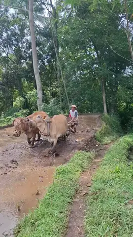 Di tempatmu masih ada orang bajak sawah tenaga sapi endak lur..? coba komen semisal masih ada😇 #luku #traktorsawah #traktor #sapi #bajak #bajaksawah #pedesaan #kabsemarang #semarang #fyp #fypage #fouryou #virall #masukberanda 