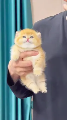 它是不是很可愛呢#cat #cutecat #funnycat #catsoftiktok #kitty 