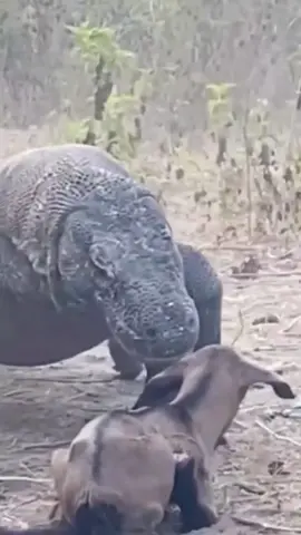 #komododragon #animals #wildanimals #animalworld #thegioidongvat 