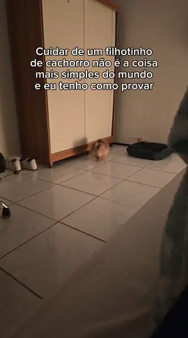 No vídeo que a Nayla pulou da cama, eu só tava mostrando que ela já sabe pular, mas ela não faz isso com frequência👍🩵  #cachorro #luludapomerania 