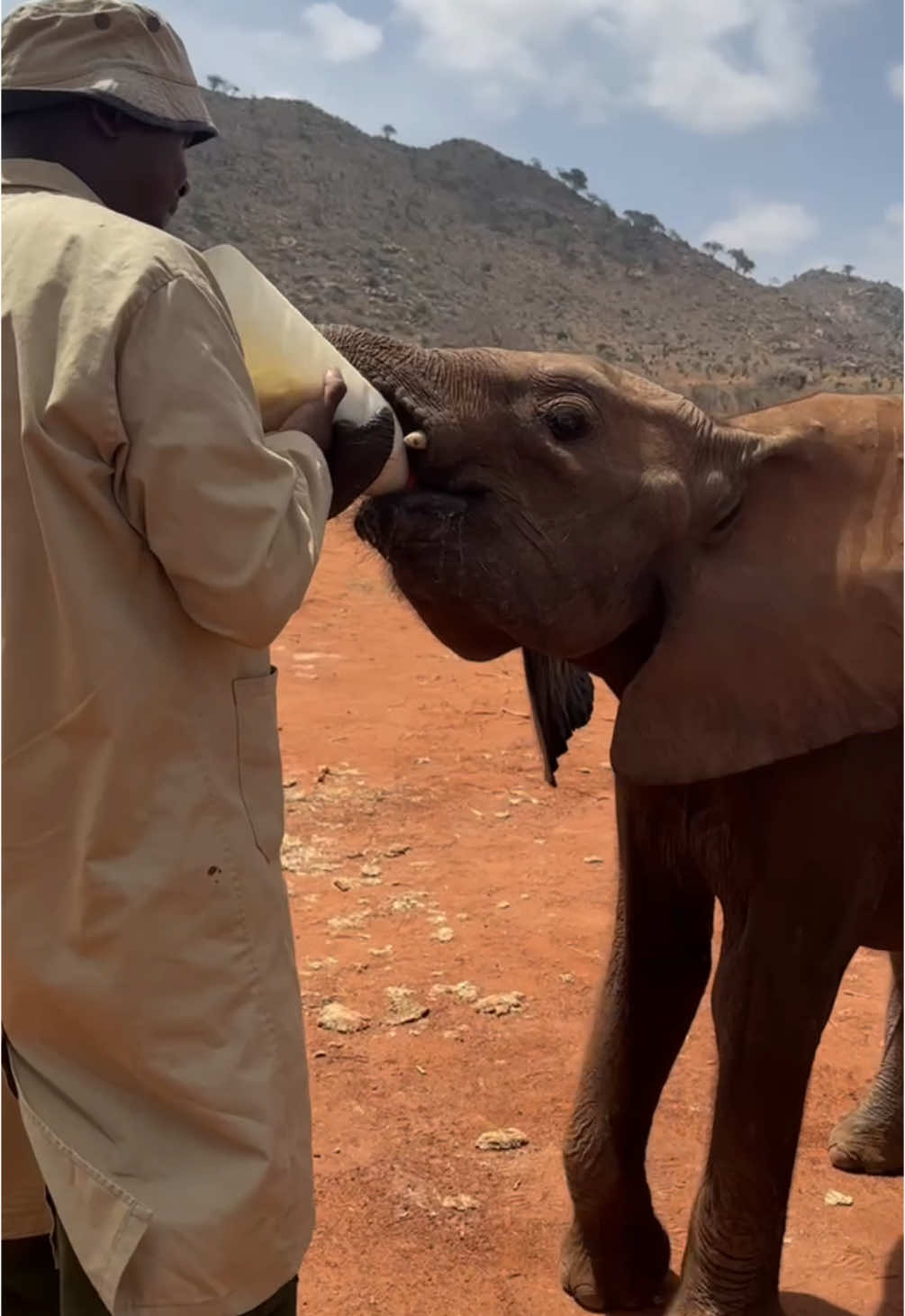 Meet Beautiful Busara! Busara was the last - and youngest - member to join our so-called 'Voi Kids': orphan elephants rescued during the Tsavo drought in 2022, who skipped the Nursery stage and went direct to the Voi Reintegration Unit. Busara was emaciated and weak on arrival. Immediately placed on drips, the Keepers worked around the clock to bring her back from the brink. Once out with the rest of the herd, she was swiftly adopted by matriarch Mbegu, and now you too can adopt Busara and support her journey with us: sheldrickwildlifetrust.org/orphans/busara #elephant #sheldricktrust #kenya #animalrescue #swt #wildlife #drought #orphan #babyelephant #animals #sheldrickwildlifetrust #healing #recovery