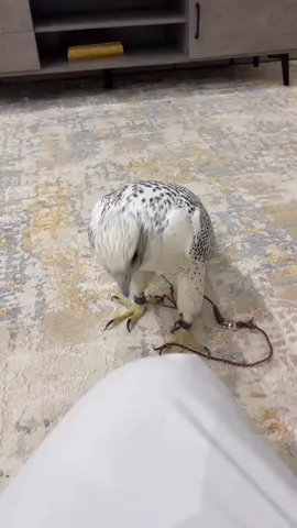 سنجار🤍. #اكسبلور #تصويري #pyf #لايك #طيور #مقناص #جير #بيور #حبارى #اكسبلور 