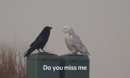 I miss you #fyp #Relationship #sadpoetry #owl #raven #crow #webweaving #realcore #sadcore #loveyou #bestfriend #freindship 