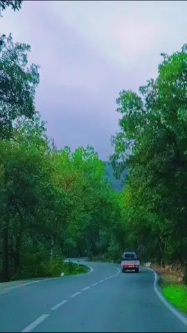 kabylie 💚💛 #bejaia #tiziouzou #kabylie #foret #yakouren  #غابة_ياكوران_تيزيوزو #غابة #طريق_الغابة 