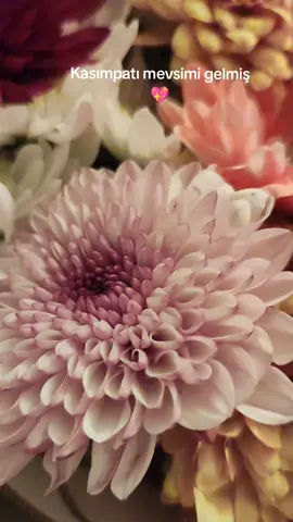 #kasimpati #cicek #kasim #pati #kesfet #fyp #tesekkurler #kardesim #benim #💖 