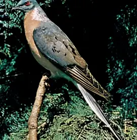 The last passenger pigeon. In a quiet corner of a Cincinnati museum, a glass display case holds the lifeless form of a pigeon named *Martha*. On September 1, 1914, she passed away at the Cincinnati Zoo, the last of her kind—once part of vast flocks that could fill the sky. But in her final moments, *Martha* was alone, perched in her enclosure with no other of her species. And so ended her life, and with it, the extinction of the passenger pigeon. Passenger pigeons were once abundant across North America, with flocks so large they could cover miles of sky. At their peak, their population ranged between 3 and 5 billion, with colonies numbering in the millions. They were the most numerous bird species in the world. However, relentless hunting for food, sport, and commercial purposes, combined with widespread habitat destruction, led to their rapid decline. By the early 1900s, only a few remained, and *Martha* became the last of her species. #fyp #nature 