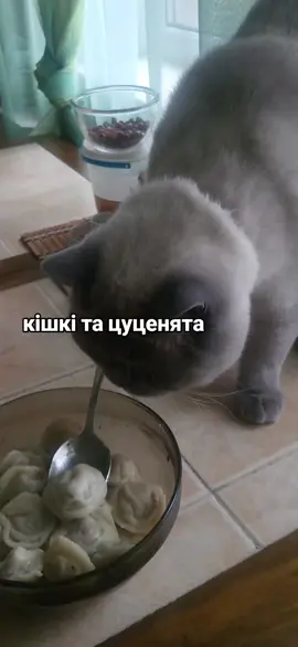 #рекомендации❤️ #кот #хочуврекомендации #харьковсегодня 