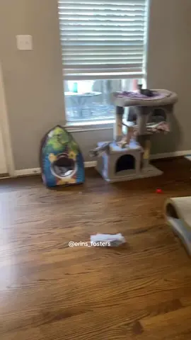 Can we talk about little Patty climbing all the way to the top of the cat tree?! She is so big and strong!! I moved the kittens to a larger room in my house and some of yall sent them new beds and toys as well! Thank yall so much. They are sooo happy with their new set up. Check out my stories on Insta for more 😻 #kittens #playfulkitten #kittensplaying #cutekittens #kittenrescue #adoptdontshop #adoptacat #catlover #kittenlover #catfamily #spayandneuter 