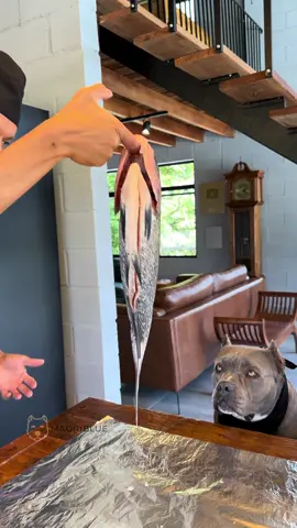 Peixe Assado pra as Bullys 💙🐾