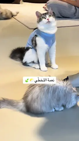 🌤🍃