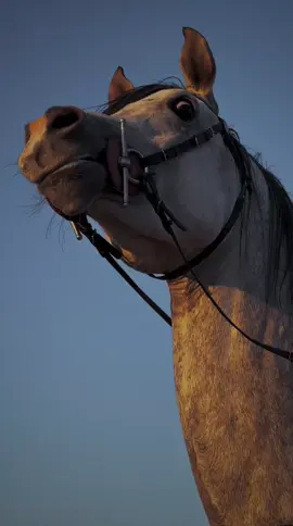 عطنا قصيده او عباره تناسب المقطع : غيـث، ماشاءالله تبارك الله 🩶 #حصان_عربي_أصيل  #خيل_عربي_اصيل  #اكسبلور 