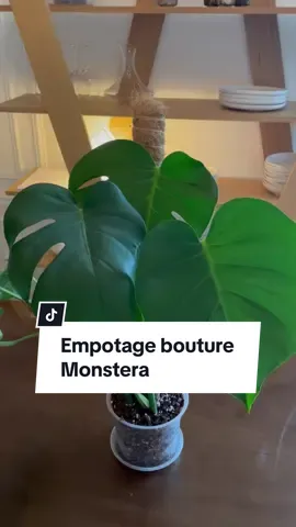 Mise en pot de boutures de Monstera que j'ai fait le mois dernier 🪴 #plantsoftiktok #plantlover #plantparent #houseplants #monstera #plantcare 
