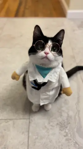 Doctor, Doctor! 📟 I’ve got a bad case of loving you! 🐾 #doctor #catsoftiktok #fyp #dressedup #rescuecat 