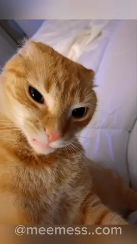 Tente não rir #memestiktok #tentenãorir #humor #comedia #foryour #fyp #gatos #cachorro #engraçado #funny #compiladodememes #funnymemes #funnyanimals #memesbr #CapCut 