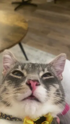she’s on the cusp of her first thought #fyp #tabbycat #blep #catsoftiktok 