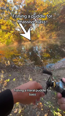 This puddle was loaded with fish 😱 