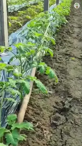 Tomato lying down horizontal #GardeningHacks #SustainableLiving #UrbanGardening #PlantCare #GardeningTips #EcoFriendly #OrganicGardening #HomeGarden #NatureLovers #GreenThumb #FYP #LifeHacks #TikTokMadeMeDoIt #Viral #ForYouPage #BakingSodaMagic #GardeningCommunity #Tiktok 