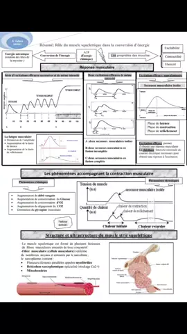résumé de chapitre 2 #muscle_strié_squelettique #fibremusculaire #muscle #2bacpc #2bacsvt #الشعب_الصيني_ماله_حل😂😂 #ScienceIsCool #svt #bac2024 #bac2025_nchallah #trend #svtmaroc #education #mitochondrie #Atp 