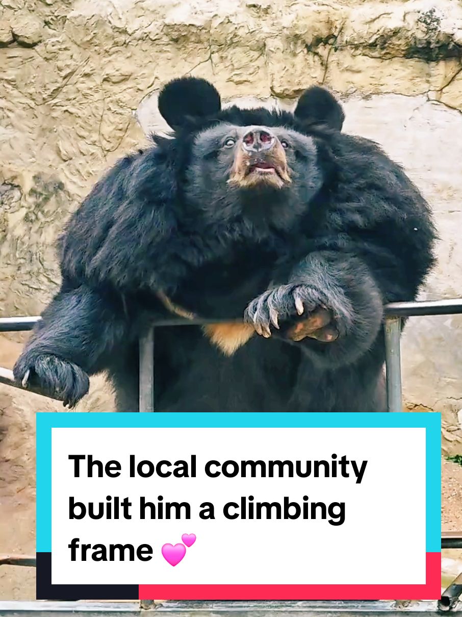 The local community built him a climbing frame 💕 #cuteanimals 