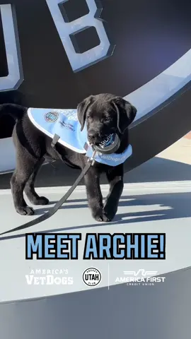 Meet Archie! 💙 We've partnered with AFCU and @America's VetDogs to raise a future service dog 🐾 Named after Utah's own Arches National Park, Archie will soon be able to help a veteran or first responder in need! #Utah #UtahHC #NHL #puppytiktok #puppiesoftiktok 