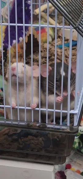 safe to say there are two less criminals on the street 🫡🫡 #florida #college #cute #cuteness #rat #rats #ratsoftiktok #ratsareawesome #culvers 