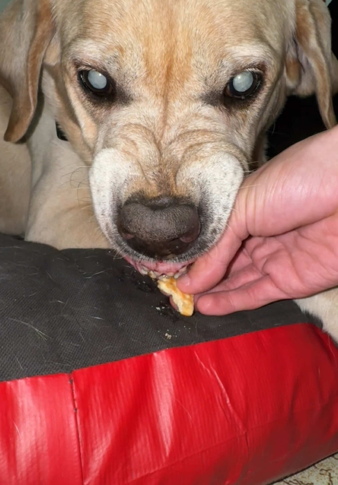 EL VIEJO 👴🏻 ROCKY 🐶 no me quiere compartir GALLETITA 🍪😂 • • • • • • • • • • • • • • • #fyp #perros #perrostiktokers #argentina🇦🇷 #viralvideo🔥 #paratiiiiiiiiiiiiiiiiiiiiiiiiiiiiiii #EA #viralvideos #jajaja #yzxcba #viral_video #soccertiktok #argentina #funnytiktok #