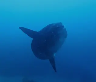 #mola #molamola #moonfish #sunfish #mondfisch #sharkdiving #diving #galapagos #ecuador🇪🇨 