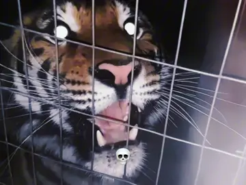 Música: FUNK OSCURO (Devagar) #bird #phonk #phonkmusic #phonk_music #brazilianphonk #brazilianfunk #gymmusic #Edm #song #felino #lion #leão #cat #gato  #foryouu 