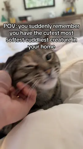 shes like 😒 #cats #cleo #cuddlycat #funnycatsoftiktok 