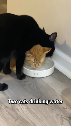 Funny cat clips #cat #catsoftiktok #catlover #funny #funnyvideos #foryou #fypage #fypツ #funnycat #funnytiktok #cats