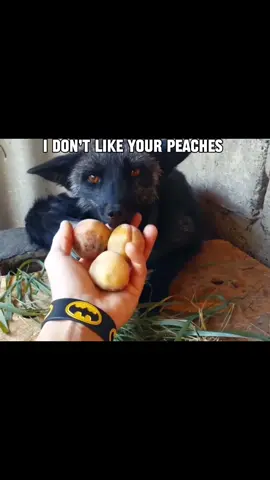 I love foxes and so should you😋 #CapCut #fox #foxes #cutefox #cutefoxes #silverfox #redfox #foxesoftiktok #ilovefoxes #animal #cuteanimal #cuteanimalvideos #foxvideo  Tags!! @HayDay 🐓 @Twix🫶 @Mady🐌❤️ @Chinese government @Thomas Bosewll @Shadow'Bon 🇪🇸 @Kira Hayashi @Lumity<3 @mjmary @holy_bong420 