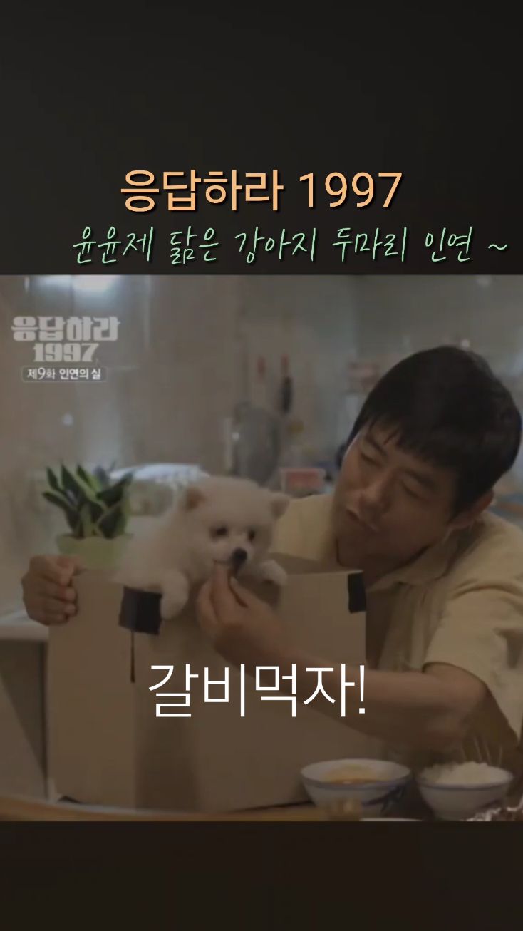응답하라 1997 #응답하라1997  #윤제닮은강아지 #강아지선물 # #강아지두마리 #윤제강아지 #출처tvN 