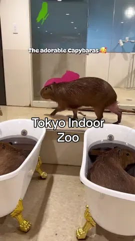 [SAVE THIS for your Tokyo list with kids!] Visited this indoor zoo that has over 200 animals from 30 species to meet, touch, and learn about. Perfect for curious little explorers! ! The kids loved every second of this up-close animal encounter 🦥🦉  #indoorzoo #tokyotravel #japantravel #kidsfriendly #tokyo #capybara #monkey #sloth #tiktoktrend