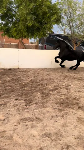 El diamante bien feliz 😁🐎 #lasvegas #explorepage #foryourpage #friesianhorse #caballosbailadores 