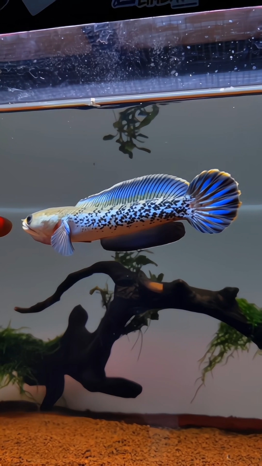 *Channa stewartii* adalah spesies ikan gabus asal pegunungan India dan Nepal, dikenal karena corak warnanya yang unik dan menarik. Ikan ini hidup di perairan tawar yang bersuhu sejuk dan cukup jernih. Karena sifatnya yang agresif dan teritorial, ikan ini cocok dipelihara dalam akuarium tunggal atau dengan ikan yang mampu beradaptasi dengan karakter serupa. #fyp #channastewarti #channa #channamereya 